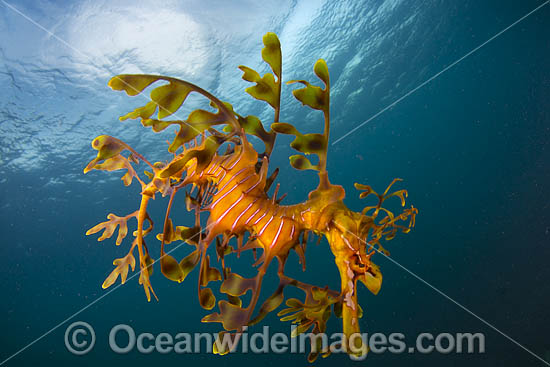 Leafy Seadragon photo Leafy Seadragon photo