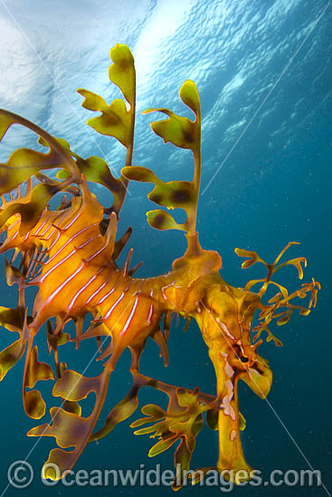 Leafy Seadragon photo Leafy Seadragon photo