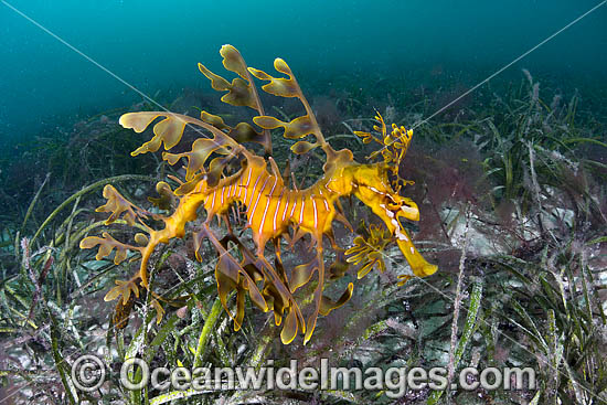 Leafy Seadragon photo Leafy Seadragon photo