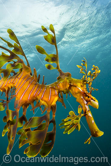 Leafy Seadragon photo Leafy Seadragon photo