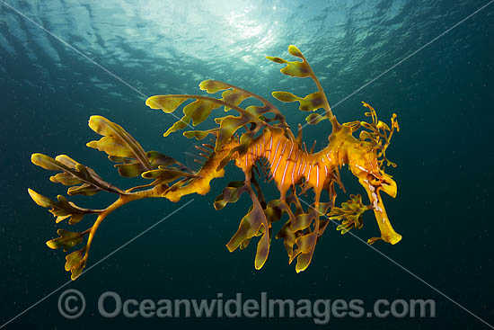 Leafy Seadragon photo Leafy Seadragon photo