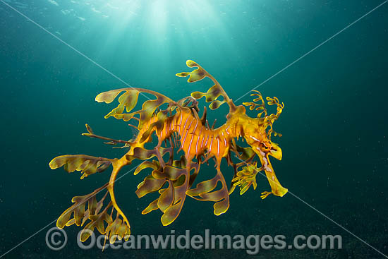 Leafy Seadragon photo Leafy Seadragon photo