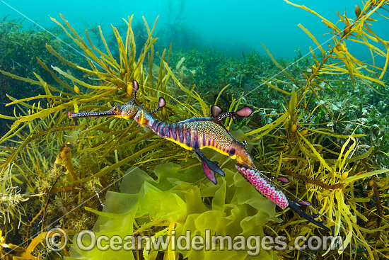 Weedy Seadragon with eggs photo Weedy Seadragon with eggs photo