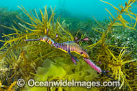 Weedy Seadragon with eggs Photo - Gary Bell