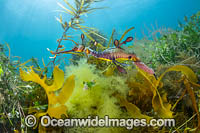 Weedy Seadragon male with eggs Photo - Gary Bell