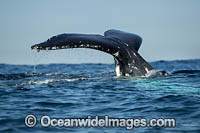 Humpback Whale tail fluke Photo - Gary Bell