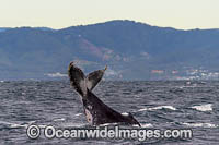 Humpback Whale tail fluke Photo - Gary Bell