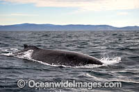 Humpback Whale on surface Photo - Gary Bell