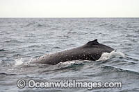 Humpback Whale on surface Photo - Gary Bell