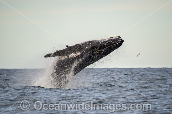 Humpback Whale Coffs Harbour photo Humpback Whale Coffs Harbour photo
