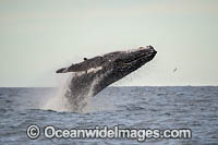 Humpback Whale Coffs Harbour Photo - Gary Bell