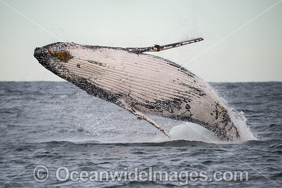 Humpback Whale Coffs Harbour photo Humpback Whale Coffs Harbour photo