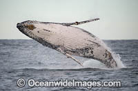 Humpback Whale Coffs Harbour Photo - Gary Bell