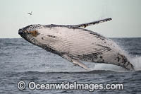 Humpback Whale Coffs Harbour Photo - Gary Bell