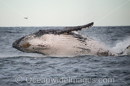 Humpback Whale Coffs Harbour photo Humpback Whale Coffs Harbour photo