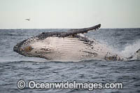 Humpback Whale Coffs Harbour Photo - Gary Bell