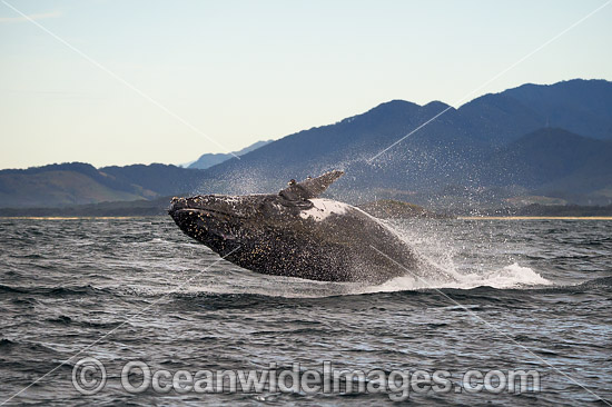 Humpback Whale Coffs Harbour photo Humpback Whale Coffs Harbour photo