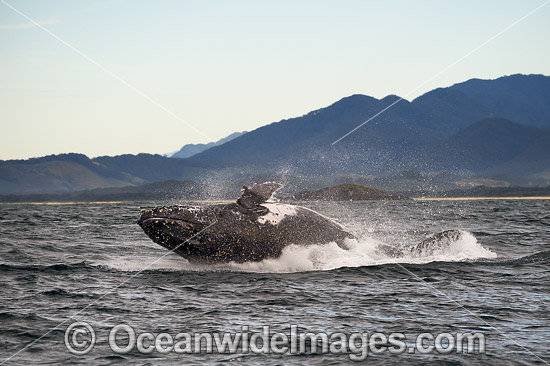 Humpback Whale Coffs Harbour photo