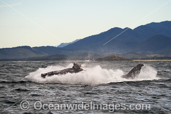 Humpback Whale Coffs Harbour photo Humpback Whale Coffs Harbour photo