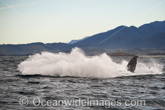 Humpback Whale Coffs Harbour photo Humpback Whale Coffs Harbour photo