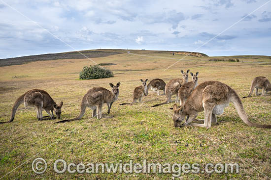 Eastern Grey Kangaroo Mob photo Eastern Grey Kangaroo Mob photo