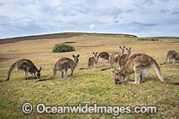 Eastern Grey Kangaroo Mob Photo - Gary Bell