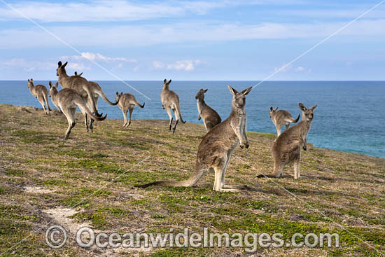 Eastern Grey Kangaroo Mob photo Eastern Grey Kangaroo Mob photo