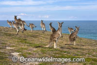 Eastern Grey Kangaroo Mob Photo - Gary Bell