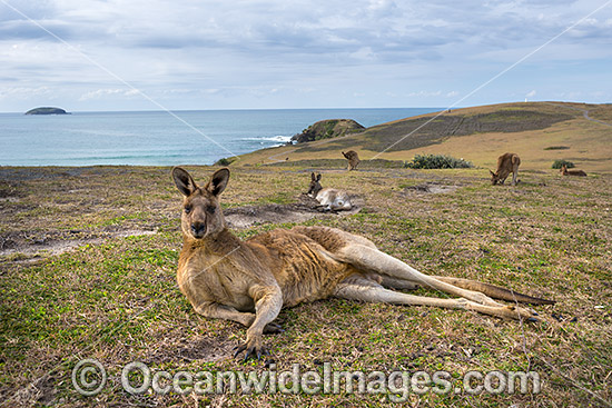 Eastern Grey Kangaroo Mob photo