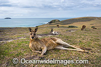 Eastern Grey Kangaroo Mob Photo - Gary Bell