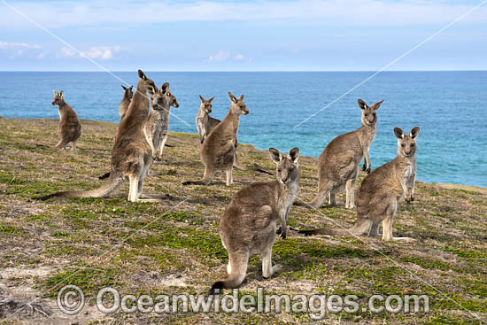 Eastern Grey Kangaroo Mob photo Eastern Grey Kangaroo Mob photo