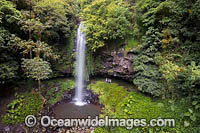 Crystal Showers Falls Dorrigo Photo - Gary Bell