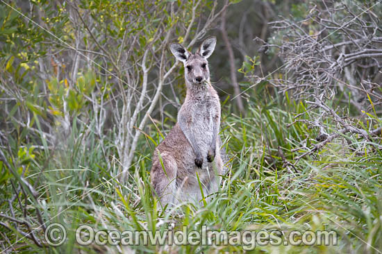 Eastern Grey Kangaroo photo Eastern Grey Kangaroo photo
