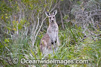 Eastern Grey Kangaroo Photo - Gary Bell