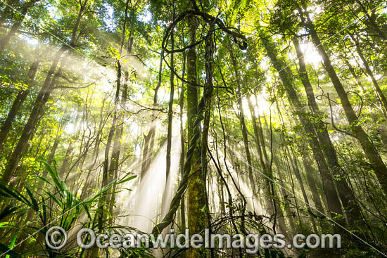 Dorrigo Rainforest photo