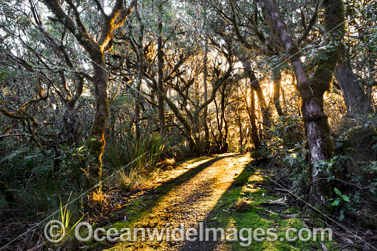 Track in rainforest photo Track in rainforest photo