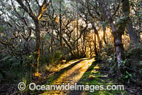 Track in rainforest Photo - Gary Bell