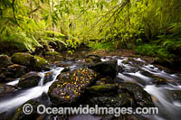 Rainforest Cascade Photo - Gary Bell