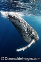 Humpback Whale underwater Photo - Vanessa Mignon