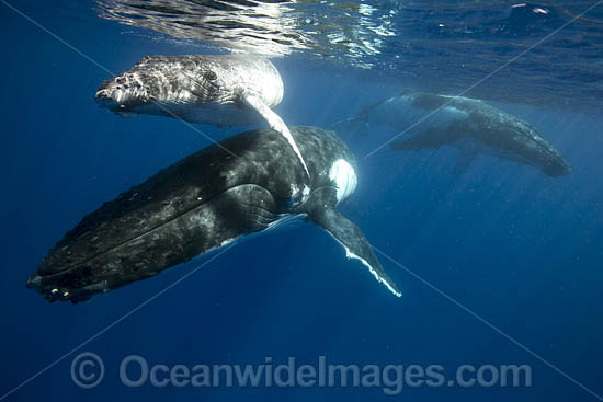 Humpback Whale mother with calf photo