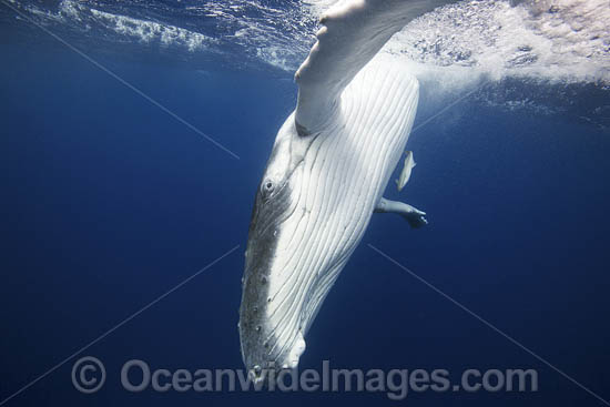 Humpback Whale calf photo Humpback Whale calf photo