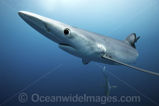 Blue Shark photo Blue Shark photo