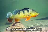 Peacock Bass Photo - Michael Patrick O'Neill