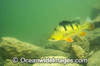 Peacock Bass Photo - Michael Patrick O'Neill