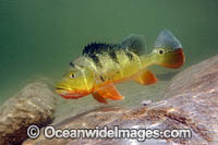 Peacock Bass Photo - Michael Patrick O'Neill