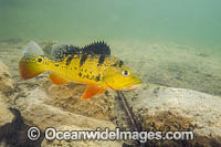 Peacock Bass Photo - Michael Patrick O'Neill
