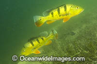 Peacock Bass Photo - Michael Patrick O'Neill