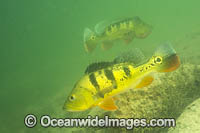 Peacock Bass Photo - Michael Patrick O'Neill
