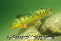 Peacock Bass Photo - Michael Patrick O'Neill