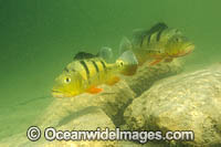 Peacock Bass Photo - Michael Patrick O'Neill